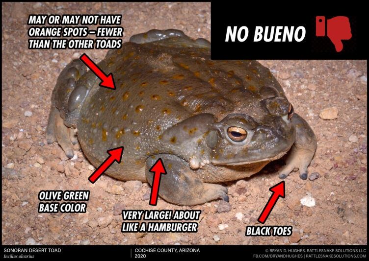Dog Owners Beware of the Sonoran Desert Toad (Aka Bufo alvarius)